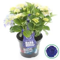 Hydrangea Macrophylla Music Collection "Blue Boogiewoogie"® boerenhortensia - 30-40 cm - 1 stuks - thumbnail