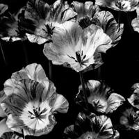 Schilderij - Bloemen Zwart-Wit ,3 maten , Wanddecoratie - thumbnail