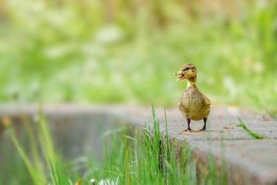 Tuinschilderij eendje 70x50cm grs Customize-it - Customize it