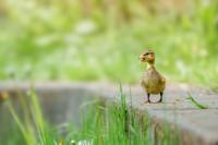 Tuinschilderij eendje 70x50cm grs Customize-it - Customize it - thumbnail