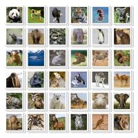 Identieke dieren - Geheugenspel - EDUCA - 72 kaarten, ontwikkelt geheugen en aandacht - Vanaf 3 jaar - thumbnail