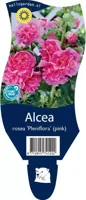 Alcea rosea Pleniflora Rose vaste plant Griffioen - Griffioen - thumbnail