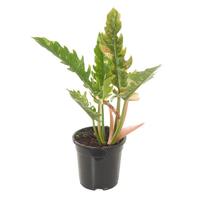 Philodendron narrow ring of fire (Variegata) - P 19 cm - thumbnail