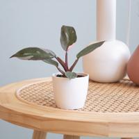 Philodendron Pink Princess (mini) - P6 - thumbnail