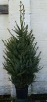 Gewone kerstboom in pot Picea Abies Fijnspar 175-200 cm Warentuin Natuurlijk - Warentuin natuurlijk - thumbnail