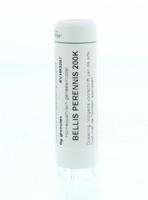 Homeoden Heel Bellis perennis 200K 6 Gram - thumbnail