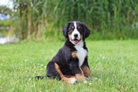 TRIXIE HONDENRIEM JUNIOR PUPPY SLEEPLIJN ROOD 8 MTRX4 MM - thumbnail