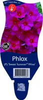 Phlox (P) Sw. Summer Wine vaste plant Griffioen - Griffioen - thumbnail