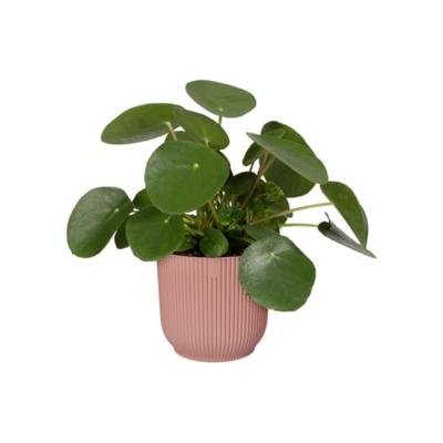 Elho Bloempot Vibes Fold Delicaat Roze Ø18cm