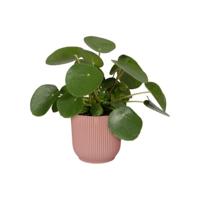 Elho Vibes fold round 30 delicate pink - thumbnail