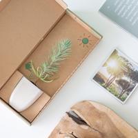 Pinus Pinea - Parasolden - Brievenbusboompje - thumbnail