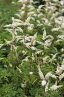 Geitenbaard - thumbnail