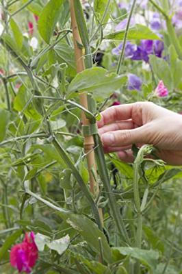 VELCRO® Klittenband Universeel Om te bundelen, Voor planten en tuin Haak- en lusdeel (l x b) 20 cm x 1.2 cm Groen 25 stuk(s)