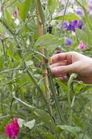 VELCRO® Klittenband Universeel Om te bundelen, Voor planten en tuin Haak- en lusdeel (l x b) 20 cm x 1.2 cm Groen 25 stuk(s) - thumbnail