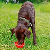 Nobby Voerbak voor honden, opvouwbaar, siliconen, 500 ml, rood - thumbnail