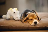 Beeztees Puppy Dinosaurus Vince - Hondenspeelgoed - Groen - 19x14,5x9 cm - thumbnail