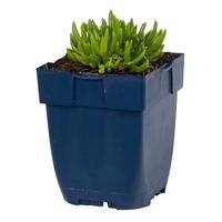 Delosperma aberd. Hot Pink vaste plant Griffioen - Griffioen - thumbnail