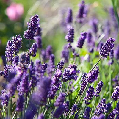 Primavera Lavendel fijn bio 10 Milliliter