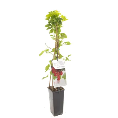 Rode bes (ribes rubrum "Rovada") fruitplanten - In 2 liter pot - 1 stuks