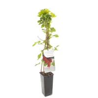 Rode bes (ribes rubrum "Rovada") fruitplanten - In 2 liter pot - 1 stuks - thumbnail