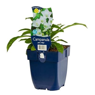 Campanula pers. Alba vaste plant Griffioen - Griffioen Campanula pers. Alba vaste plant Griffioen - Griffioen