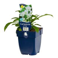 Campanula pers. Alba vaste plant Griffioen - Griffioen - thumbnail