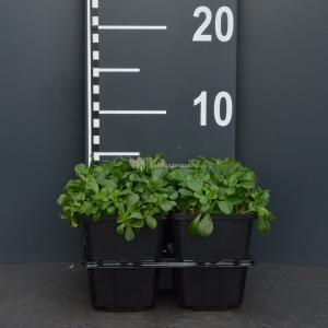 Gipskruid (gypsophila cerastioides) bodembedekker - 4-pack - 1 stuks Gipskruid (gypsophila cerastioides) bodembedekker - 4-pack - 1 stuks