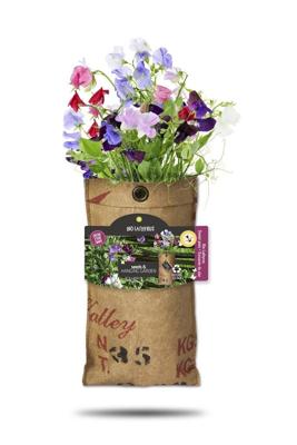 Baza Hangtuintje bio lathyrus