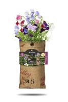 Baza Hangtuintje bio lathyrus - thumbnail