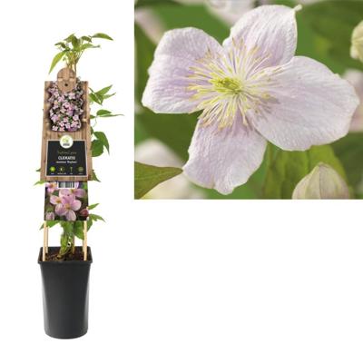 Roze bosrank (Clematis montana "Mayleen") klimplant