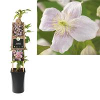 Roze bosrank (Clematis montana "Mayleen") klimplant - thumbnail