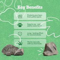 DOG ROCKS - thumbnail