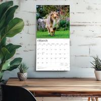Schotse Herder / Collie Kalender 2026 - thumbnail