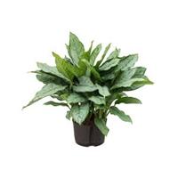 Aglaonema freedman L hydrocultuur plant - thumbnail