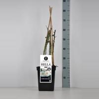 Klimroos (rosa "Hella"®) - thumbnail