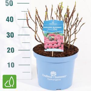 Hydrangea Macrophylla "Endless Summer Bloomstar Pink"® boerenhortensia - 25-30 cm - 1 stuks