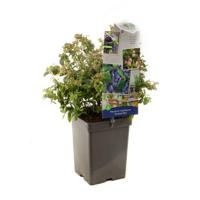 Blauwe bosbes Vaccinium cor. Sunshine Blue - thumbnail