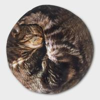 Realistische Kat Kruik - thumbnail