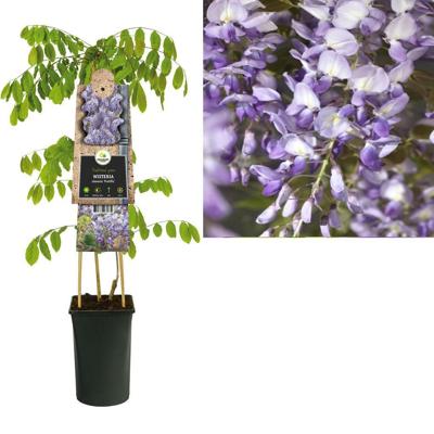 Blauwe regen (Wisteria Sinensis "Prolific") klimplant 70 cm Blauwe regen (Wisteria Sinensis "Prolific") klimplant 70 cm