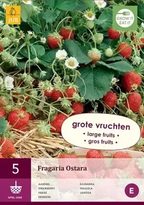Aardbeienplant Ostara
