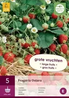 Aardbeienplant Ostara - thumbnail