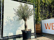 Olijfboom - Olea Europaea