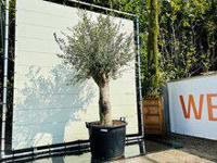 Olijfboom - Olea Europaea - thumbnail