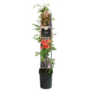Klimplant Campsis t. Madame Galen 120 cm Trompetbloem Van der Starre - Van der starre