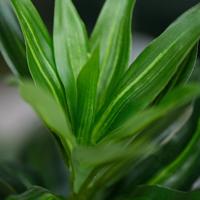 Draceana Reflexa Kunstplant groen 120cm RT - thumbnail