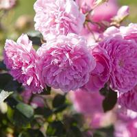 Primavera Rose water bio 100 Milliliter - thumbnail