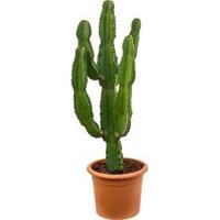 Euphorbia cactus ingens puebla kamerplant - thumbnail