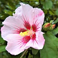 Hibiscus - thumbnail