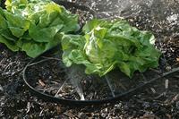 Meister Druppelslang M.A. 15M W - WU9927210 - thumbnail