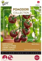 Zaden Pomodori Black Cherry Buzzy - Buzzy - thumbnail